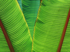 Banana Leaves