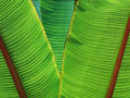 Banana Leaves