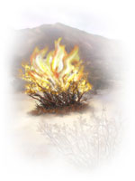 Burning Bush - Soft-Edged File