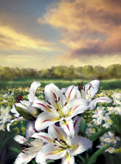 Lilies of the Field