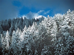 Snowy Trees